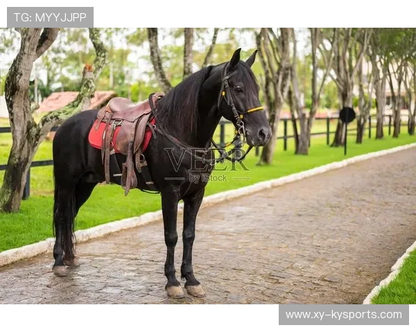 克罗地亚马术协会设立马匹福利基金，支持马匹退休生活。，克罗地亚 黑马